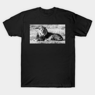 Lion sitting. T-Shirt